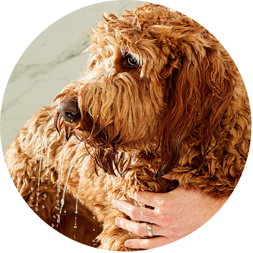 Ren's Pets Dog Wash