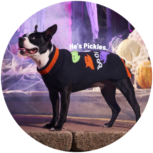 Dog dressed for Halloween